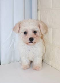 J0452 Bichon Big Eyes Puppy