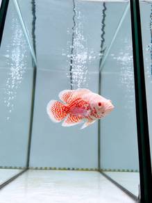 Albino Tiger Oscar