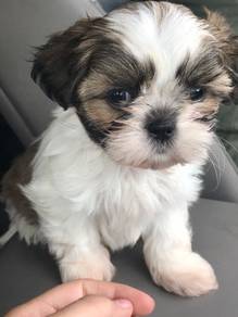 K5967 Downy shih tzu cute long hair toy breed with
