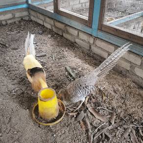 burung kuang