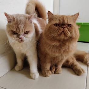 Couple Kucing Parsi