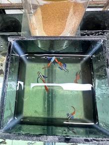 Guppy Big ear Redtail