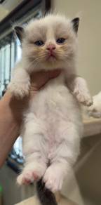 Ragdoll female for home
