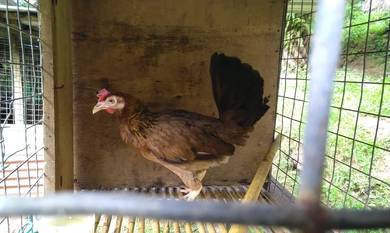 Ayam Sabung Import Philippine 