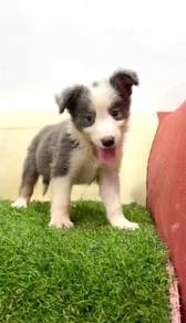 Border collie blue tri mka microchip