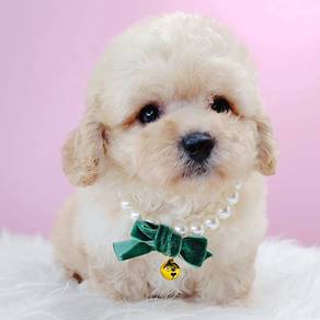 Maltipoo