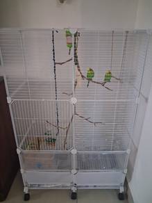 Burung Budgie full setup.