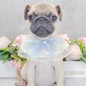 Pug