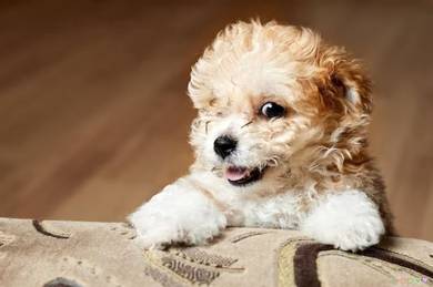 Maltipoo