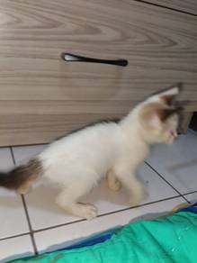Mencari keluarga Angkat utk Anak bulus