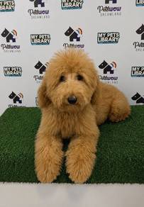 Giant poodle male and female