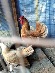ayam batki