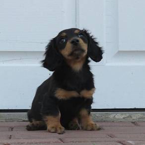 DD100 Dachshund long haired puppy
