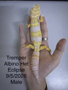 Gecko