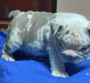 ENGLISH BULLDOG PUPPIES E30 🐻Male
