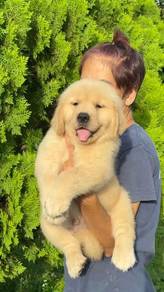 Golden retriever with MKA pedigree 