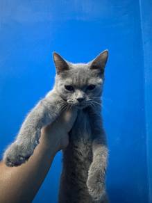 Kucing BSH