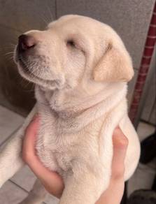 Free Adoption
