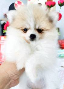 GEO_200011 tiny pomeranian white & brown haired