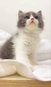 British Longhair & British Shorthair, Silver Point