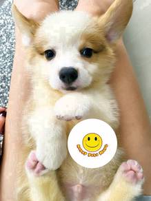 T_T88S Welsh Corgi bi color puppies