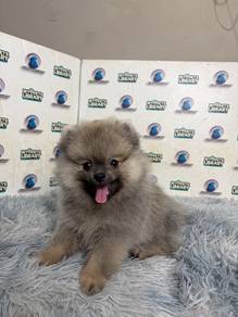 Pomeranian puppy