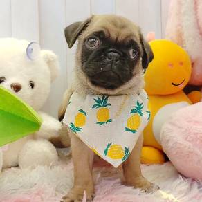 Pug