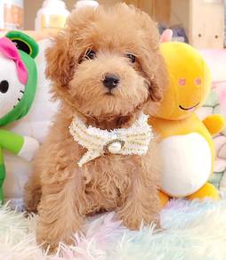 Poodle