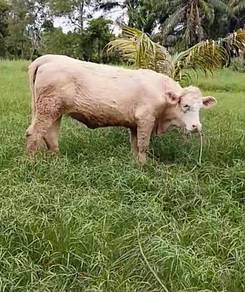 Lembu Charolais pureblood untuk di jual