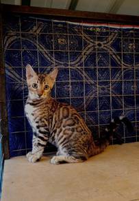 females bengal 