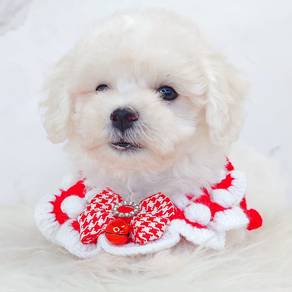 Maltipoo