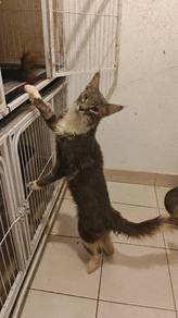Maine Coon Male Cat