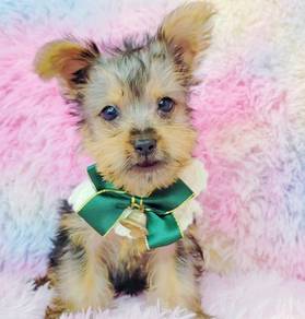 Yorkshire Terrier