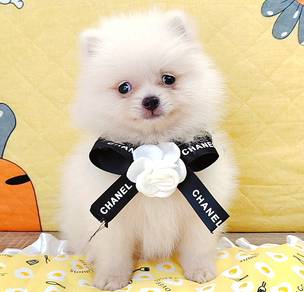 Pomeranian