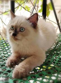 British longhair Kitten
