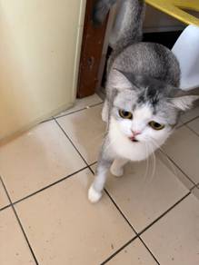 Cat for rehome with fee