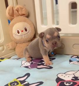 FRENCH BULLDOG PUPPIES FB274🌻Cute Puppy Available