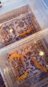 Gecko (Leopard)