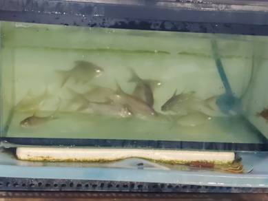 ikan sungai 