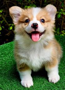CORGI PUPPIES C110 Available  Male & Female