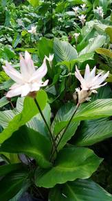 Calathea Loeseneri