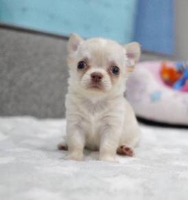 CHIHUAHUA PUPPIES 135 🌷Head Apple Male