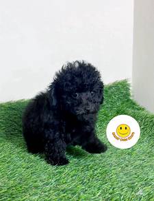 PP23 black poodle puppy dog