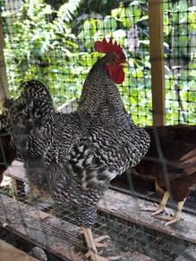 ayam bpr ( penjantan)