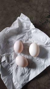 telur burung merpati