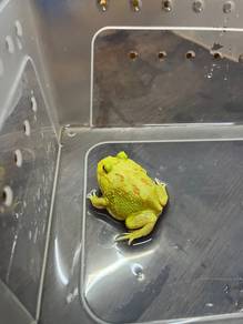 pacman frog albino boleh delivery