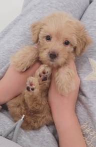 J0023 Silkese Big Eyes Teddy Face Silky Hair Puppy