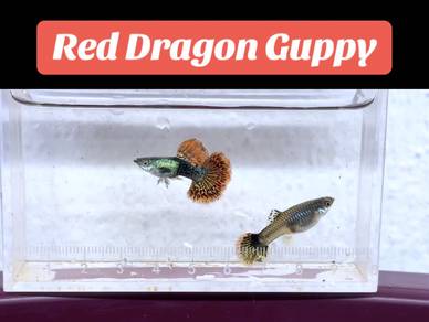 Red Dragon guppy