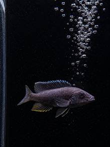 Electric Blue Hap Cichlid