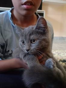 Kitten